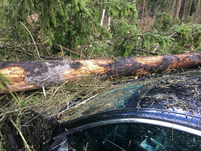 Последствия урагана полностью ликвидировали в Рузском городском округе