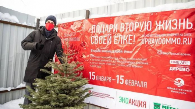 Рекордное количество деревьев сдали жители Подмосковья в рамках акции «Подари вторую жизнь своей елке» - 360