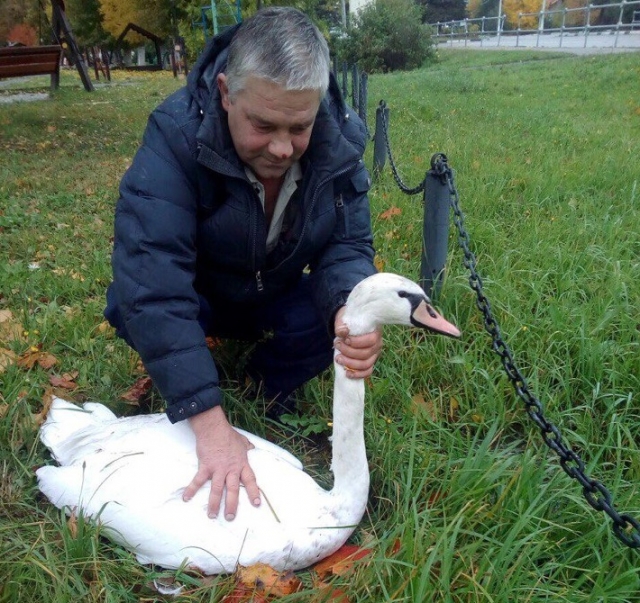 Пару лебедей из пруда в Рузе увезли на зимовку