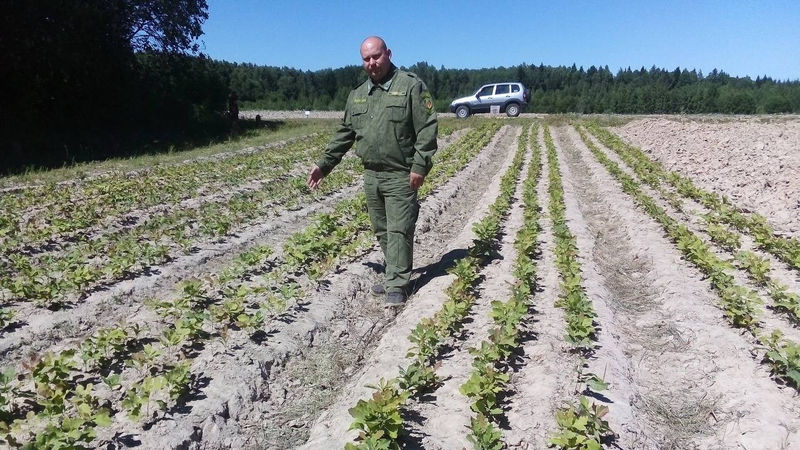 В Рузском городском округе появятся ягодная плантация и цветочный питомник