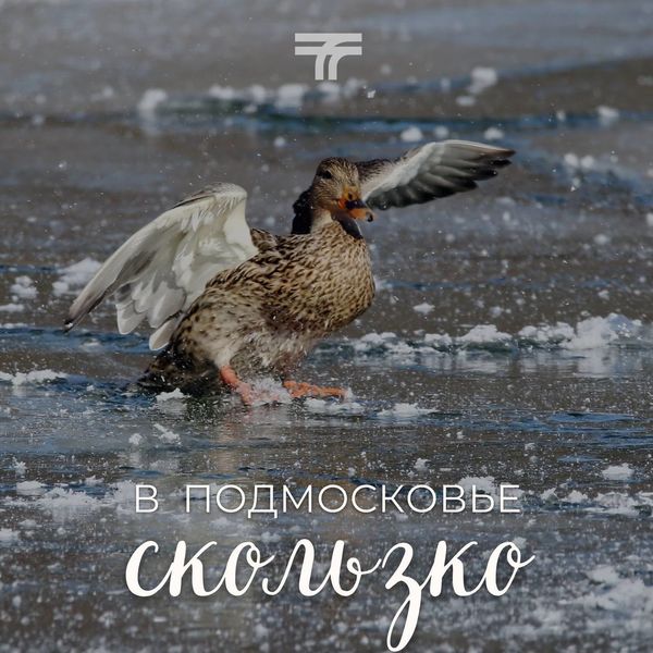 Водители и пешеходы, соблюдайте осторожность! 